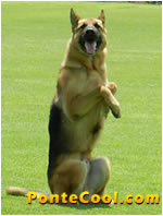 Homenaje de la Policia Nacional a Ambato F.F.F. 2013