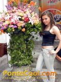 Exposición Floral Ruta de las Flores Ambato 2012