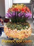 Exposición Floral Ruta de las Flores Ambato 2012