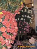 Exposición Floral Creación Divina 2011