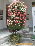 Exposición Floral Creación Divina 2011